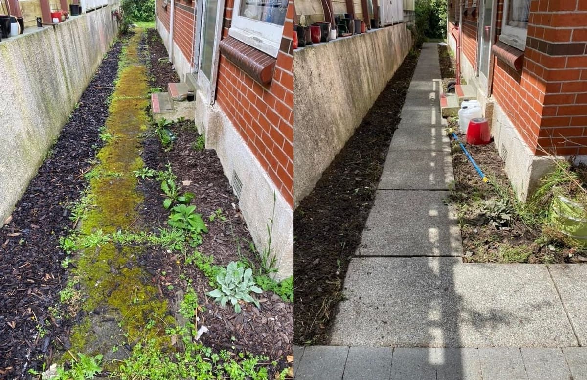 Path cleaning in Wellington, narrow side path between a brick wall and a concrete wall, heavy moss-and-algae growth on bare earth before, clean pavers and clear path after