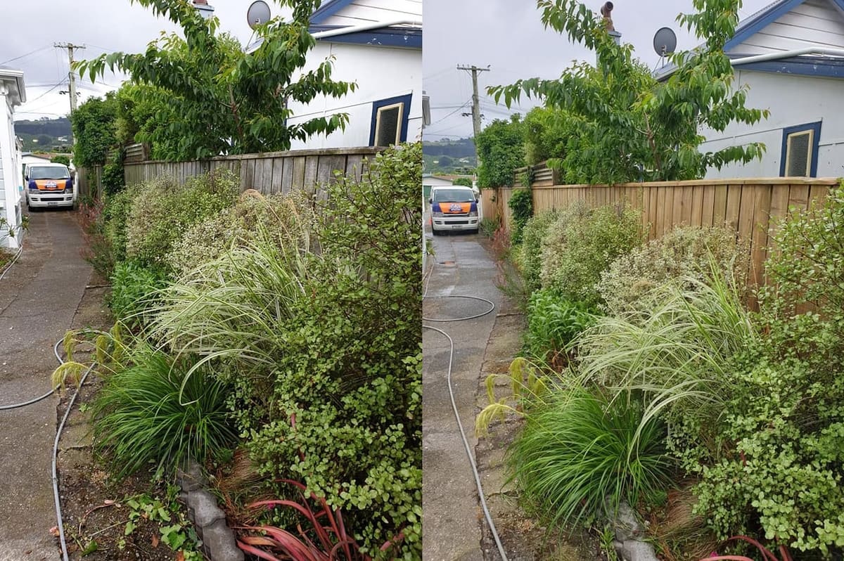 Fence cleaning in Petone, before and after, timber boundary fence stripped of mould and lichen, restored to fresh timber